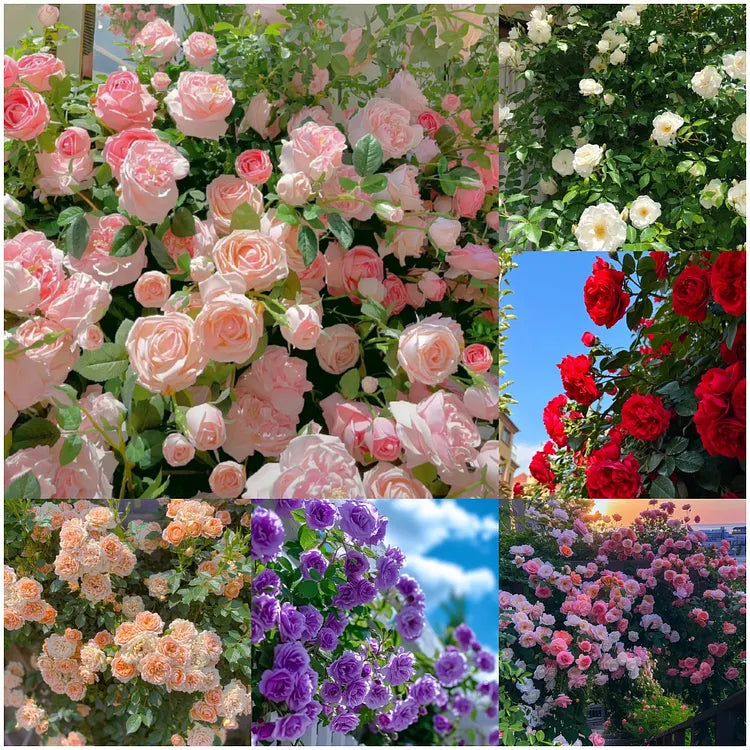 9 Types Of & Rare Colour Climbing Rose Seeds + Plant Growth Supplement Free