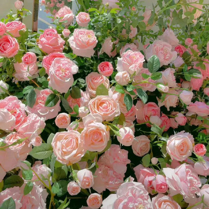 9 Types Of & Rare Colour Climbing Rose Seeds + Plant Growth Supplement Free