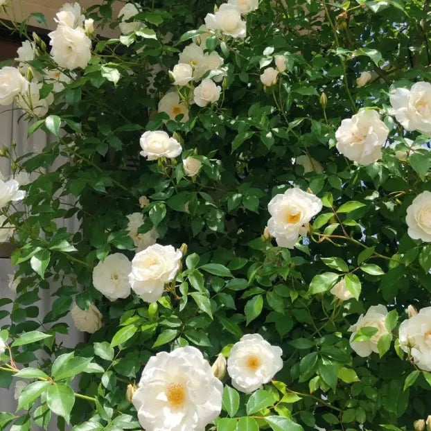 9 Types Of & Rare Colour Climbing Rose Seeds + Plant Growth Supplement Free