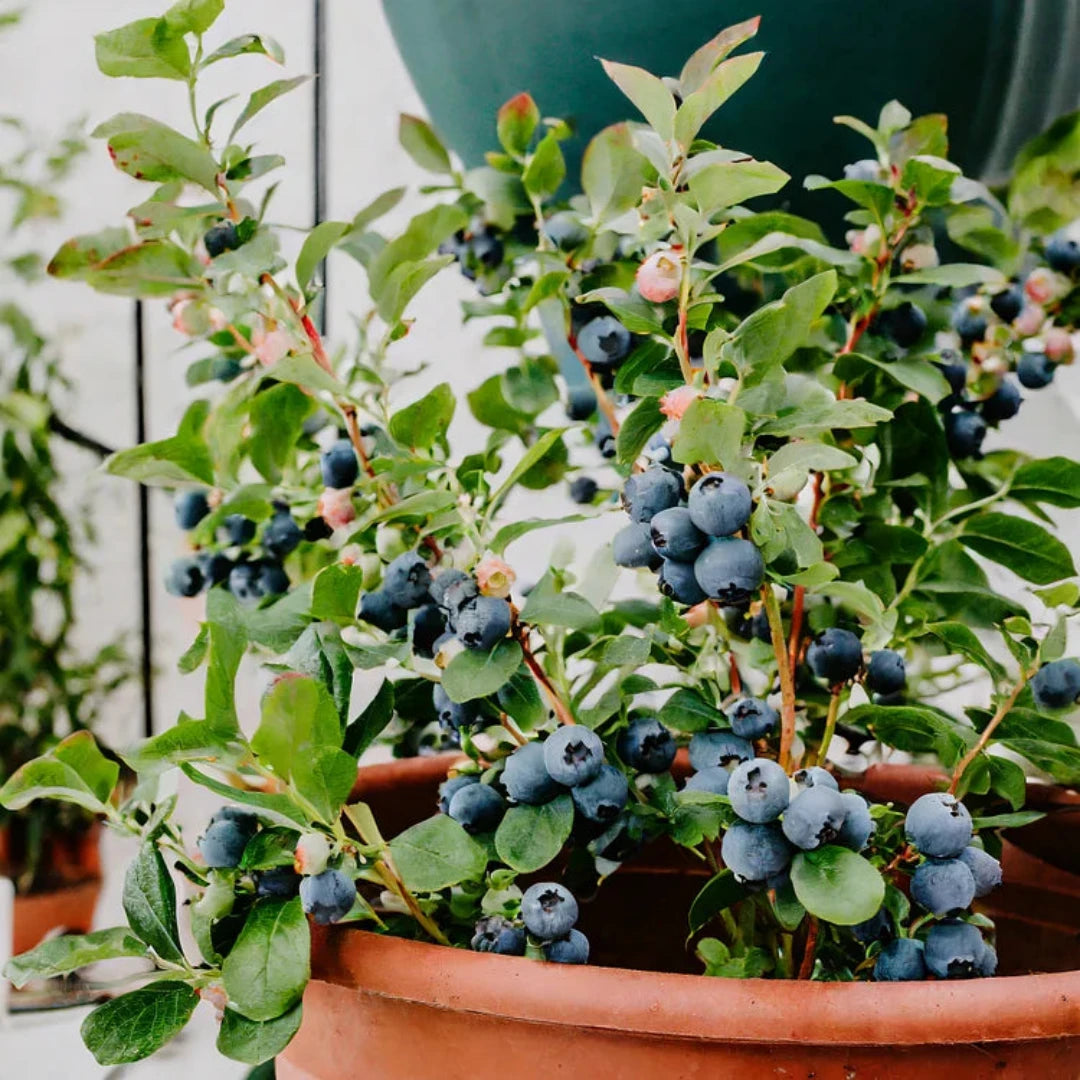 Giant Blueberry Seeds