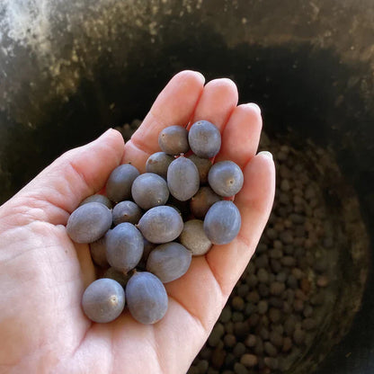 Bonsai Lotus Flower Seeds