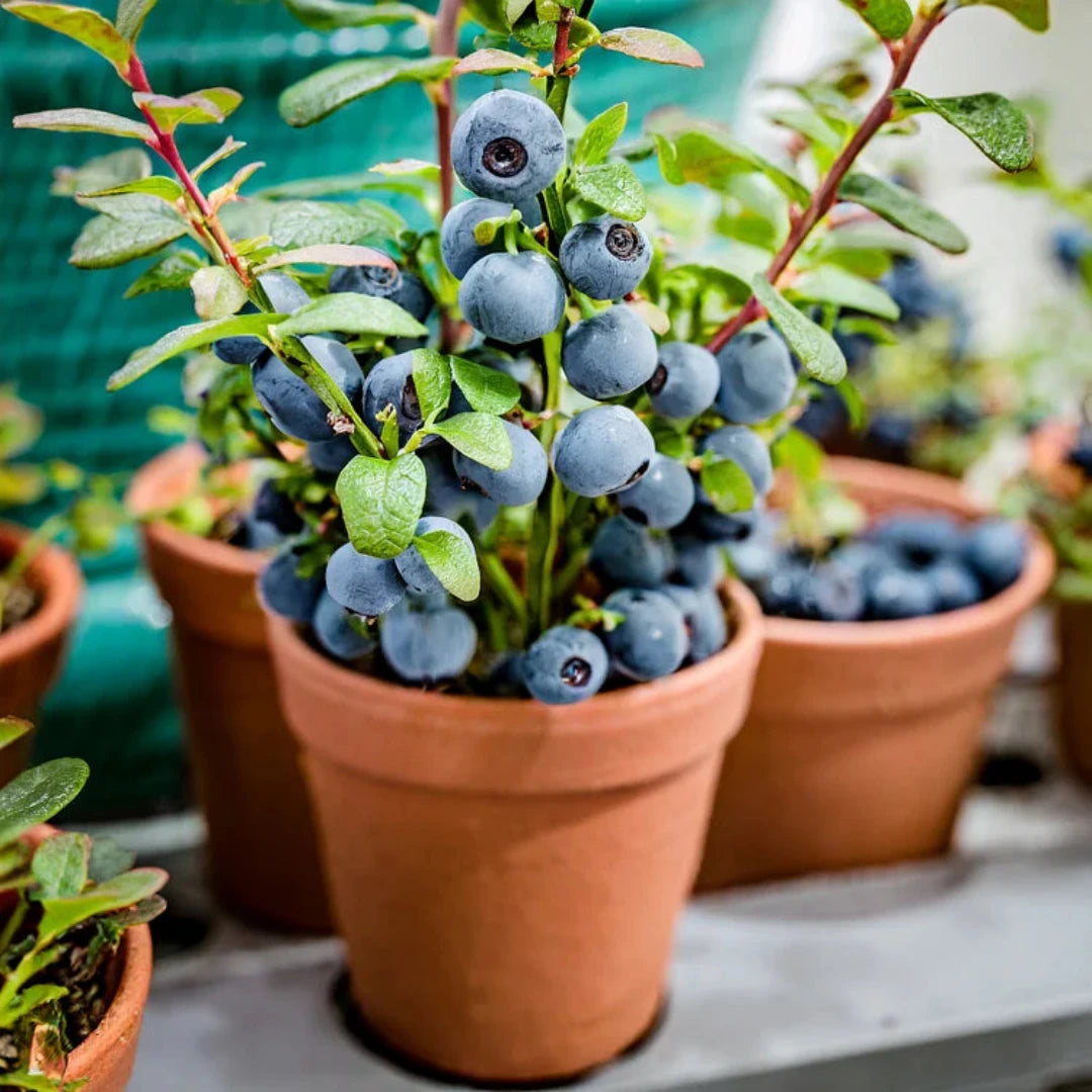 Giant Blueberry Seeds