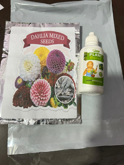 Dahila seeds