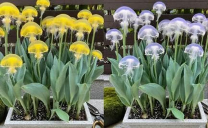 Rare Medusa Orchid with Plant Growth Supplement (Buy 2 Get 2 Free)