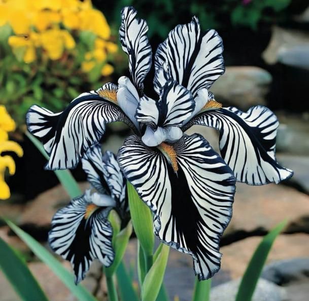 Rare Tall Iris Seeds