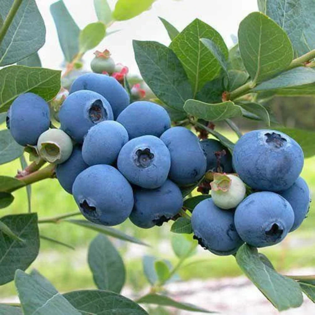 Giant Blueberry Seeds