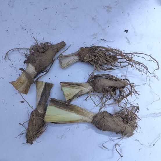 Rare Tall Iris Seeds