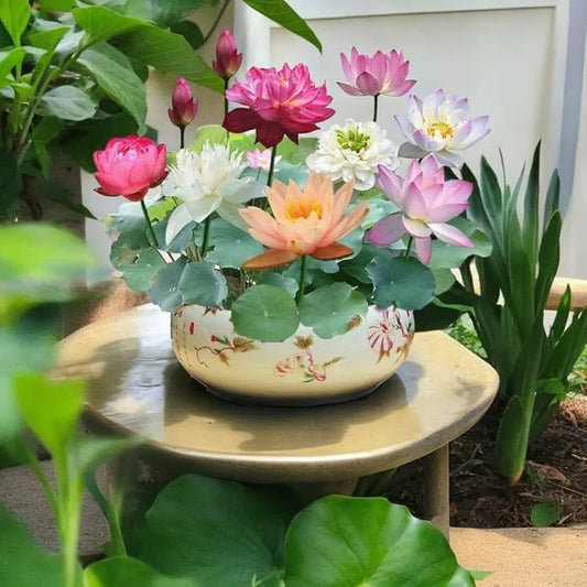 Bonsai Lotus Flower Seeds