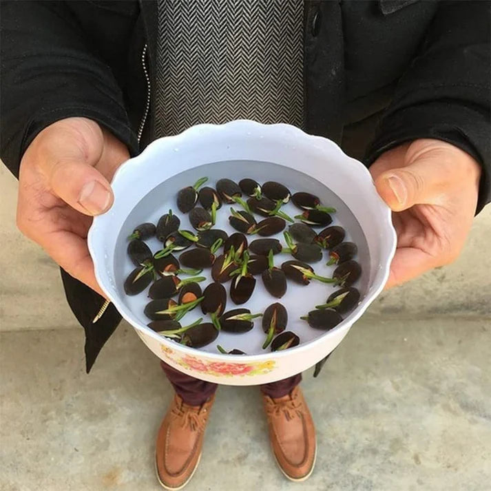 Bonsai Lotus Flower Seeds