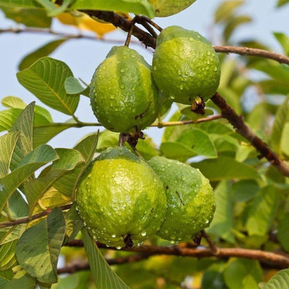 Pink Guava Seeds