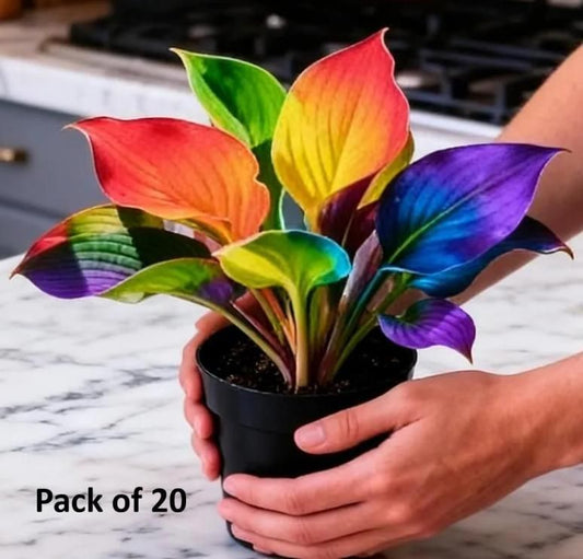 Color Symphony Hostas with Plant Growth Serum (Buy 10 Get 10 Free)