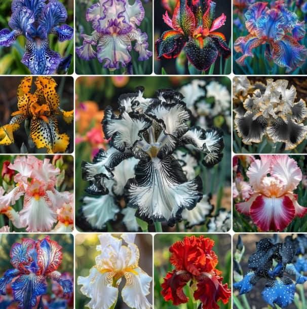 Rare Tall Iris Seeds