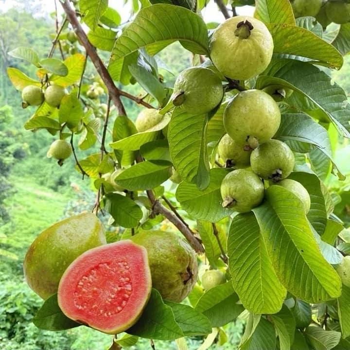 Pink Guava Seeds