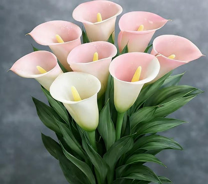 Calla Lily Seeds