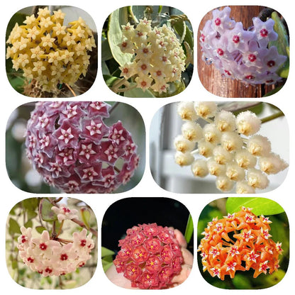 Hoya Bulbs Stars 12 pis