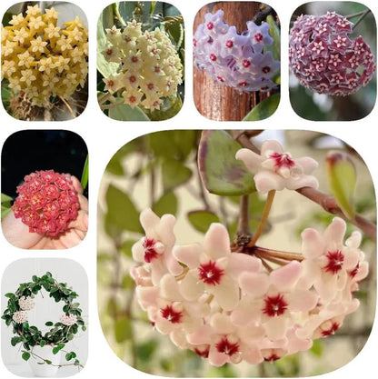 Hoya Bulbs Stars 12 pis