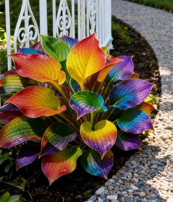 Color Symphony Hostas with Plant Growth Serum (Buy 10 Get 10 Free)
