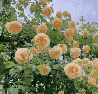 9 Types Of & Rare Colour Climbing Rose Seeds + Plant Growth Supplement Free