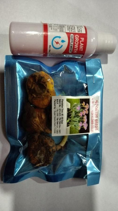 Rare Medusa Orchid with Plant Growth Supplement (Buy 2 Get 2 Free)