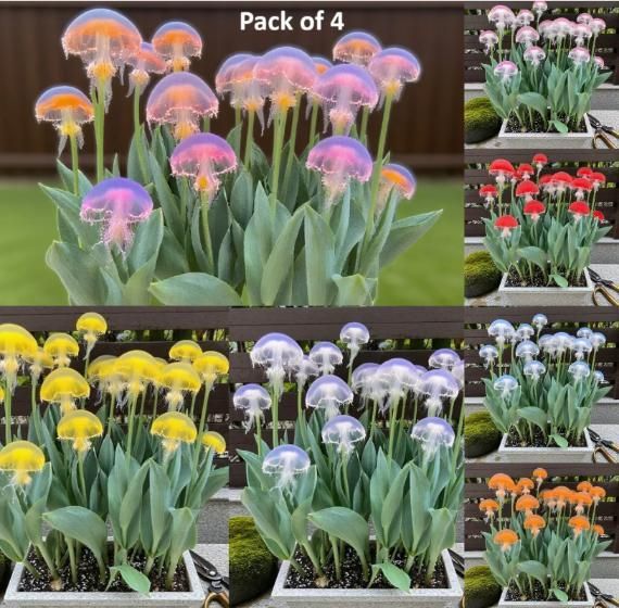 Rare Medusa Orchid with Plant Growth Supplement (Buy 2 Get 2 Free)