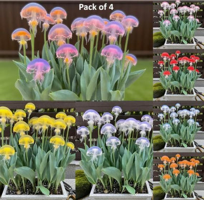 Rare Medusa Orchid with Plant Growth Supplement (Buy 2 Get 2 Free)