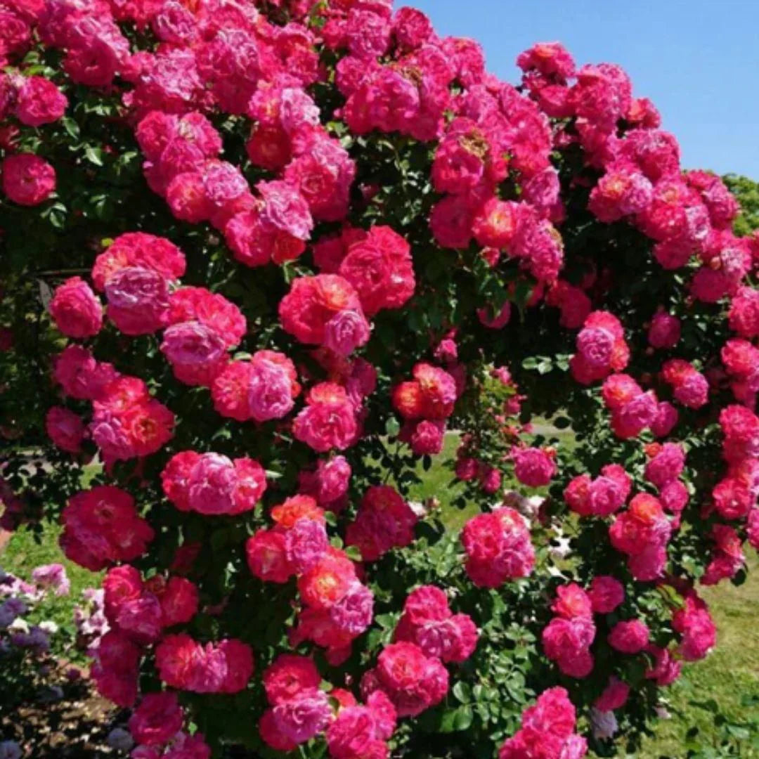 9 Types Of & Rare Colour Climbing Rose Seeds + Plant Growth Supplement Free