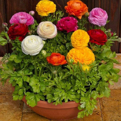 Multicolour Ranunculus Seeds