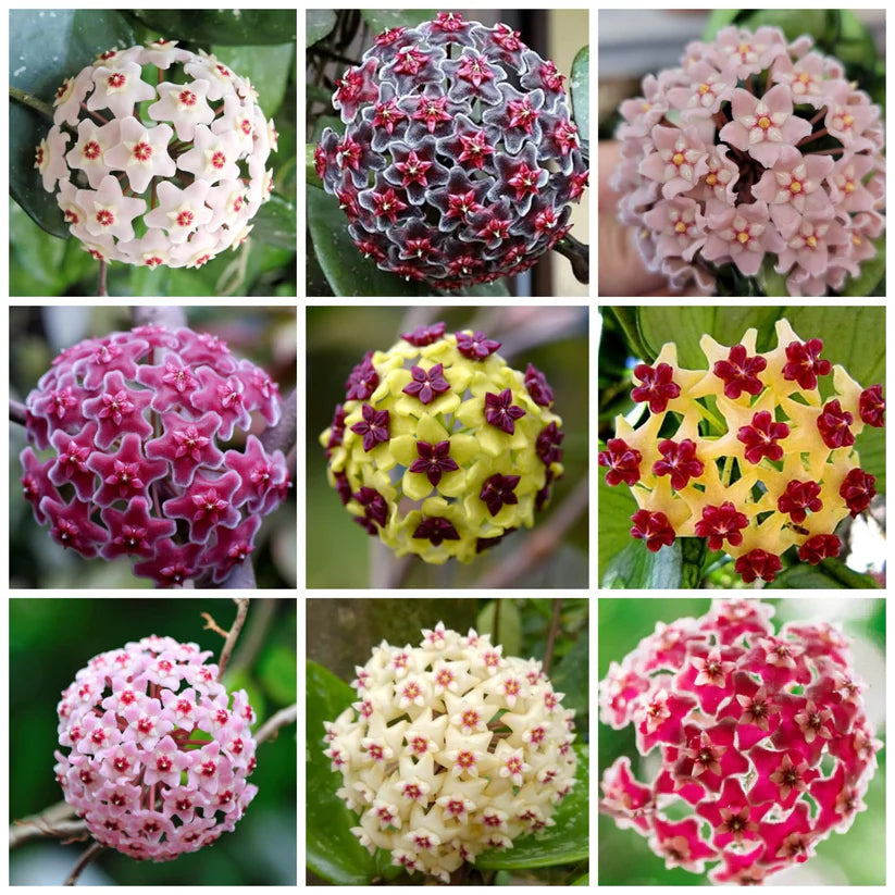 Hoya Bulbs Stars 12 pis