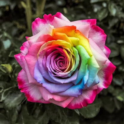 Rainbow Rose Seeds with Plant Growth Serum Free