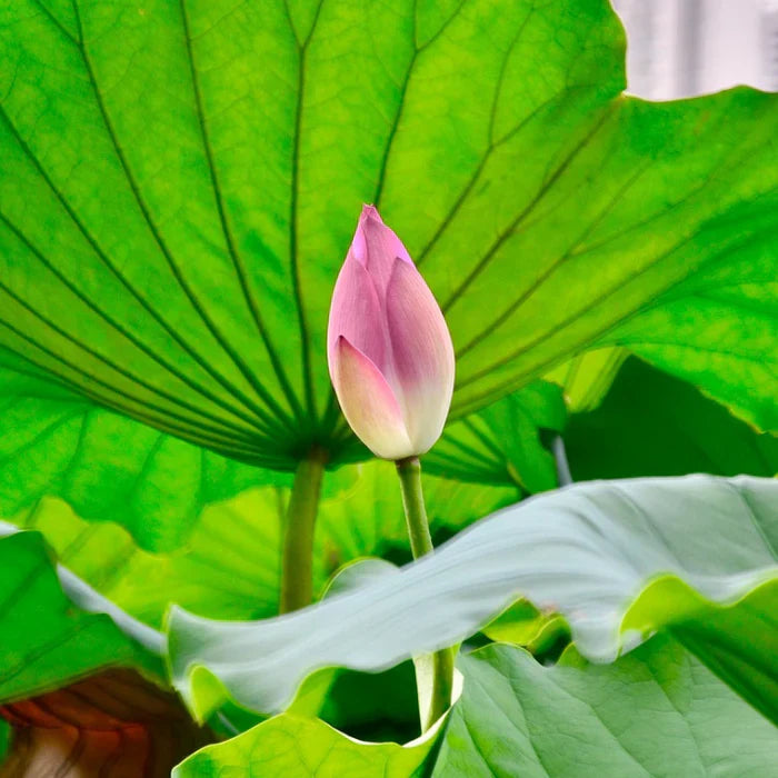 Bonsai Lotus Flower Seeds