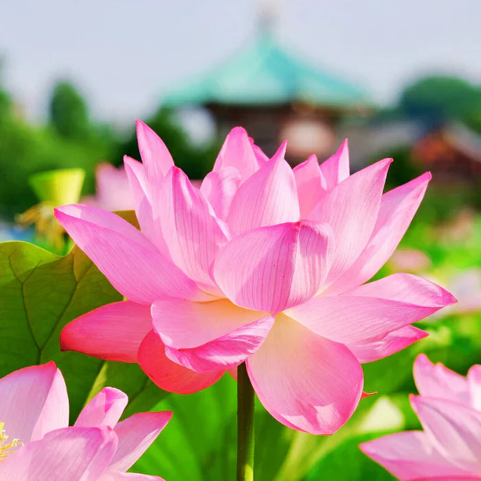 Bonsai Lotus Flower Seeds