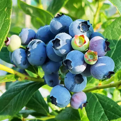 Giant Blueberry Seeds