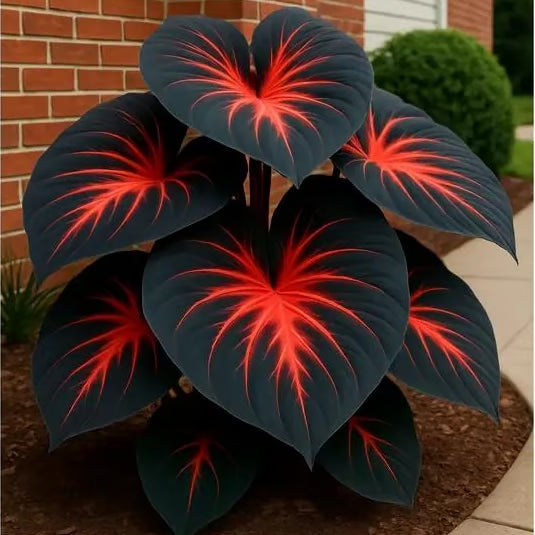 Black Hosta Seeds + 100g Organic Potmix Free