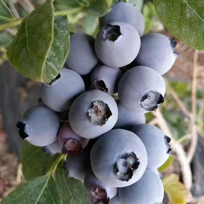 Giant Blueberry Seeds