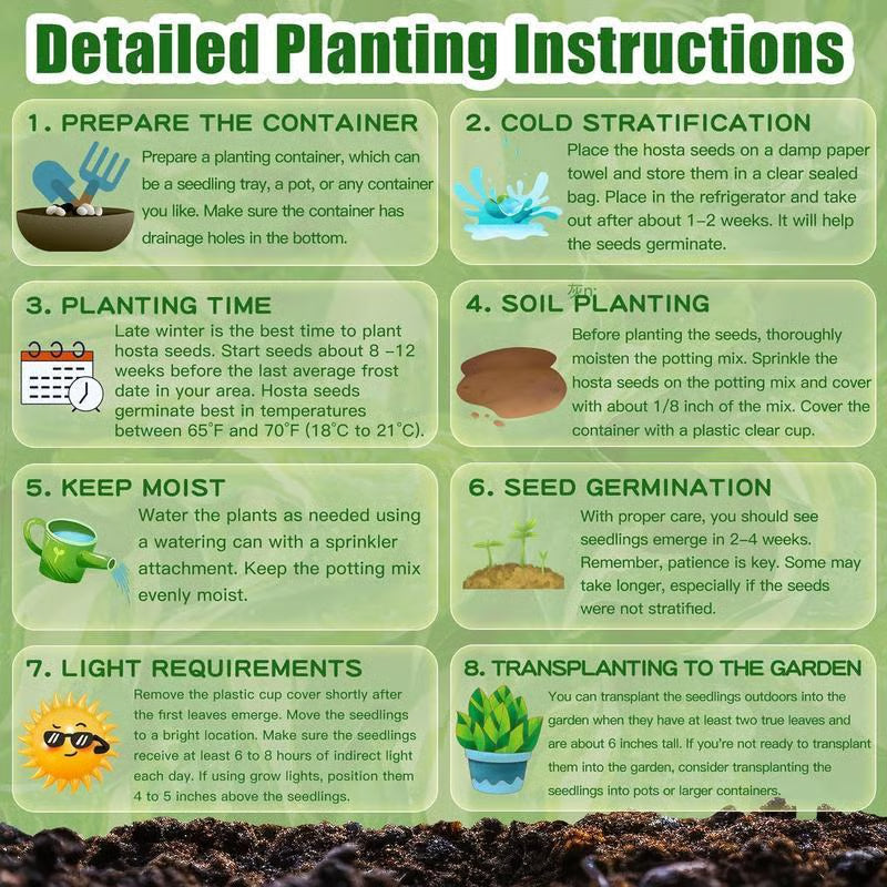 Black Hosta Seeds + 100g Organic Potmix Free