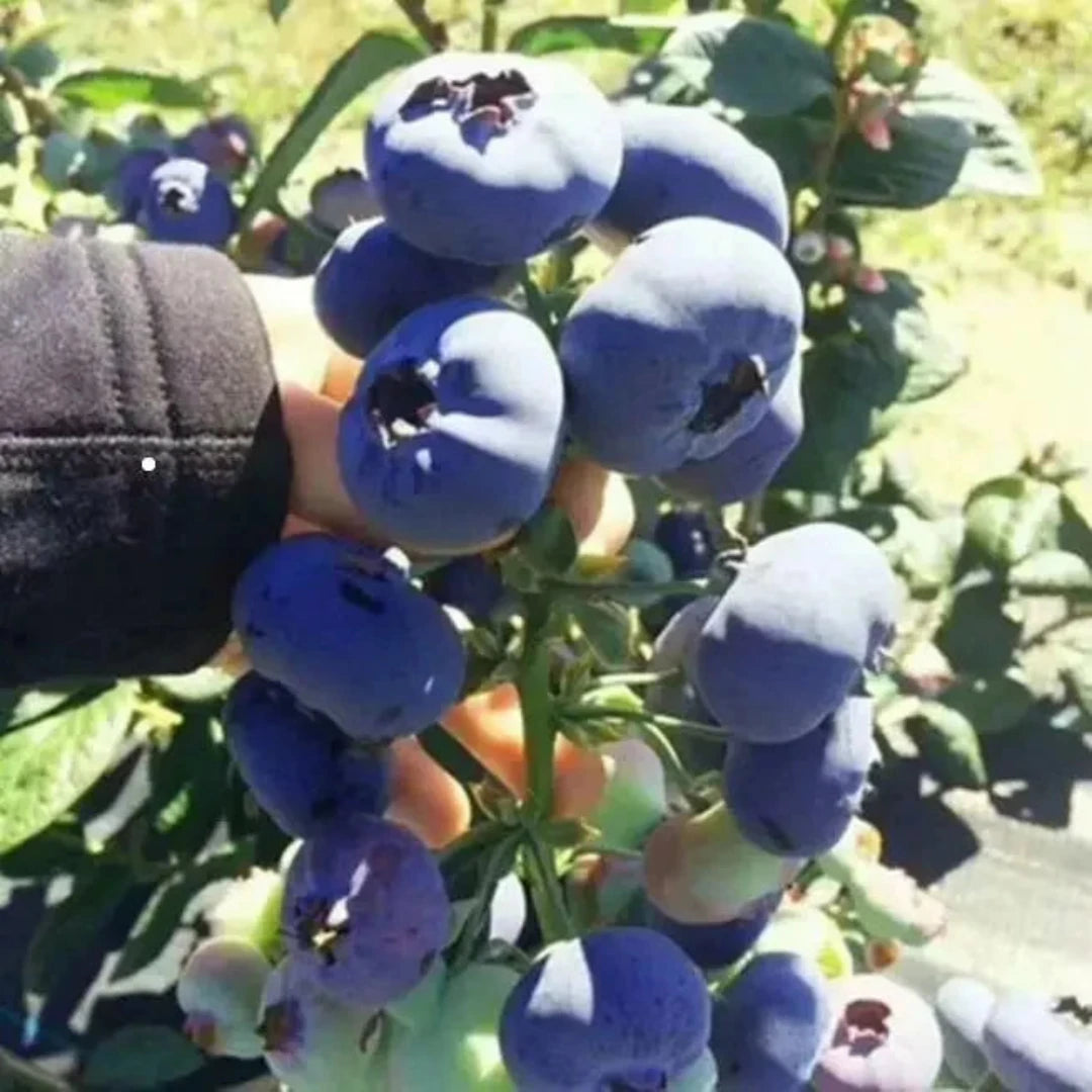 Giant Blueberry Seeds