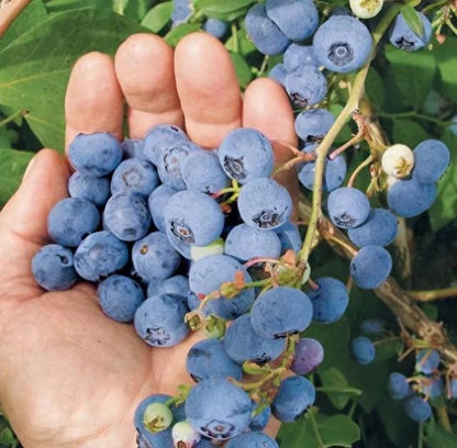 Giant Blueberry Seeds