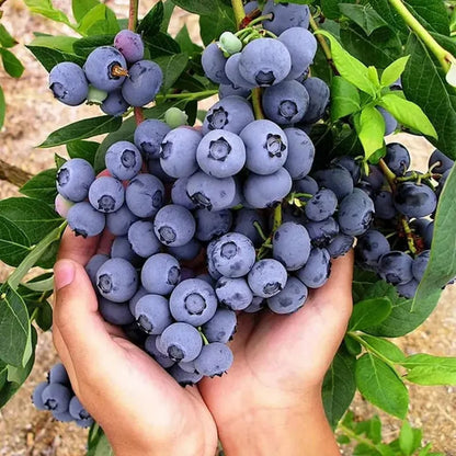 Giant Blueberry Seeds