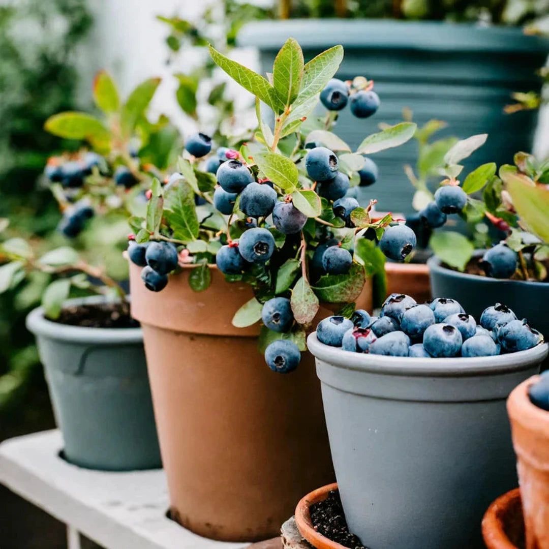 Giant Blueberry Seeds