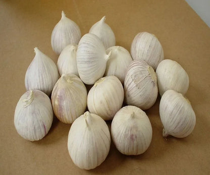 Single Clove Garlic Seeds + Plant Growth Serum Free