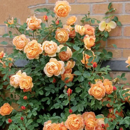 9 Types Of & Rare Colour Climbing Rose Seeds + Plant Growth Supplement Free